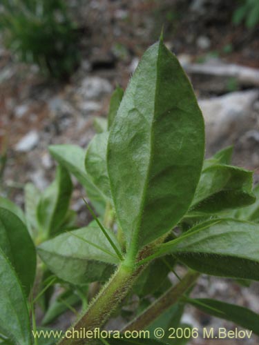 Imágen de Dasyphyllum diacanthoides (Trevo / Palo santo / Palo blanco / Tayu). Haga un clic para aumentar parte de imágen.